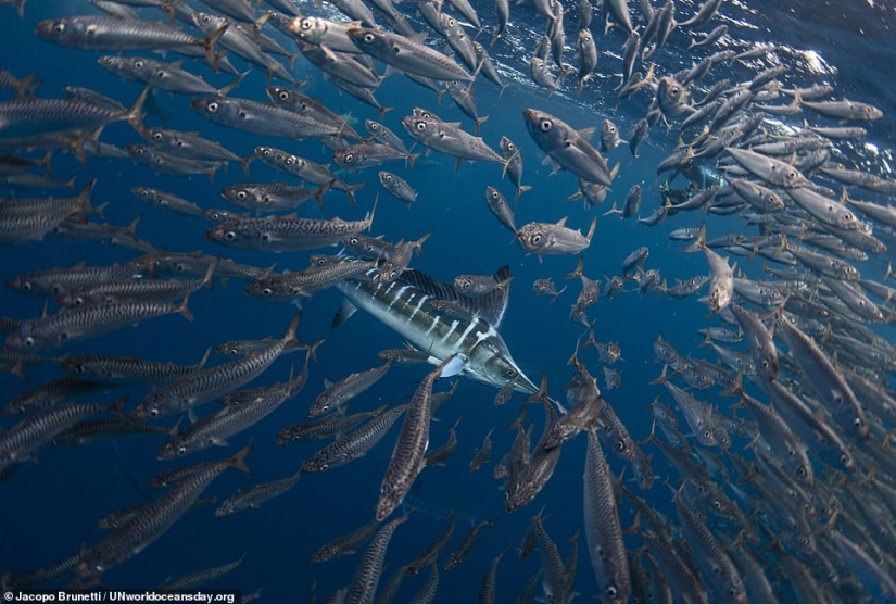 Destacada fotografía impresionante ganadora del concurso de fotografía del Día Mundial de los Océanos de la ONU