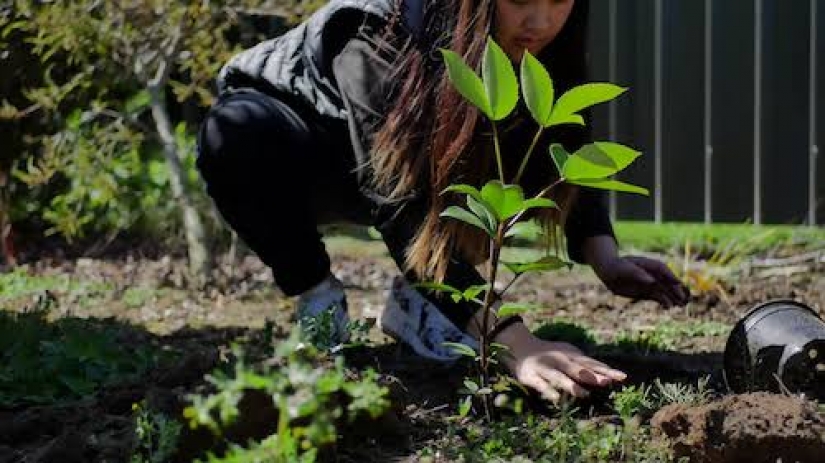 Diploma for the seedlings: in the Philippines, the graduates are required to plant 10 trees Diploma for the seedlings: in the Philippines, the graduates are required to plant 10 trees