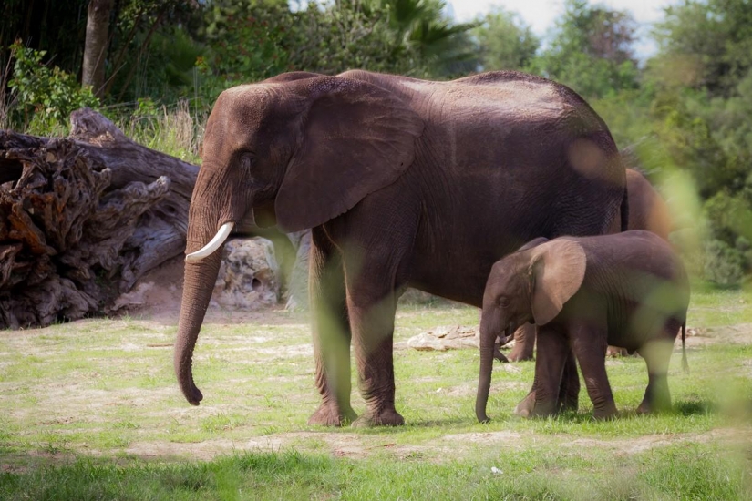Disneyland es un mundo mágico donde los adultos se convierten en niños