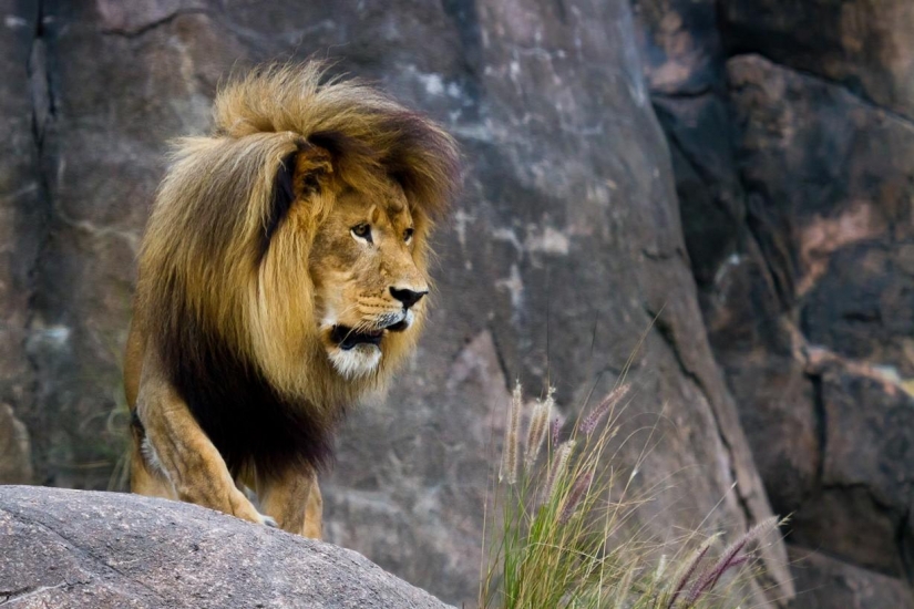 Disneyland is a magical world where adults turn into children