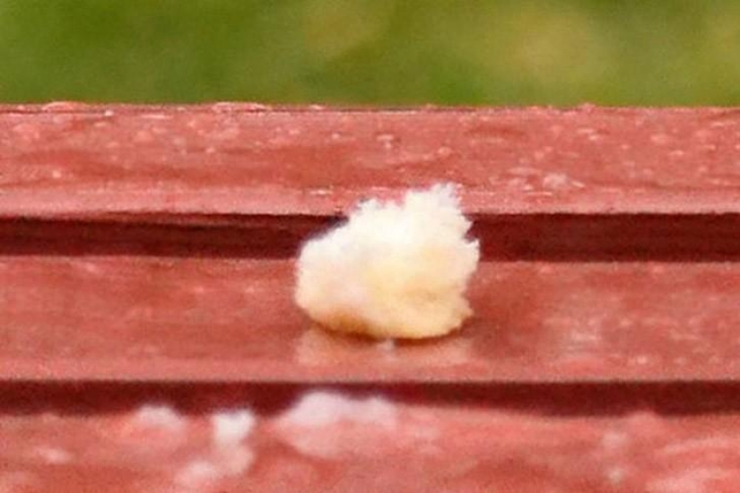 Divertida mini-historia sobre una paloma que "rompió" su felicidad Divertida mini-historia sobre una paloma que "rompió" su felicidad