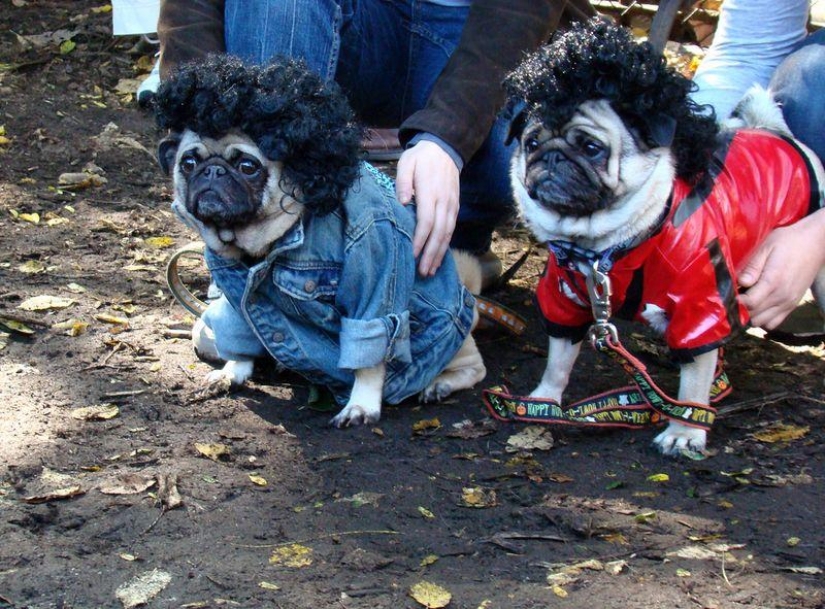 Divertido pugs — maestros del disfraz