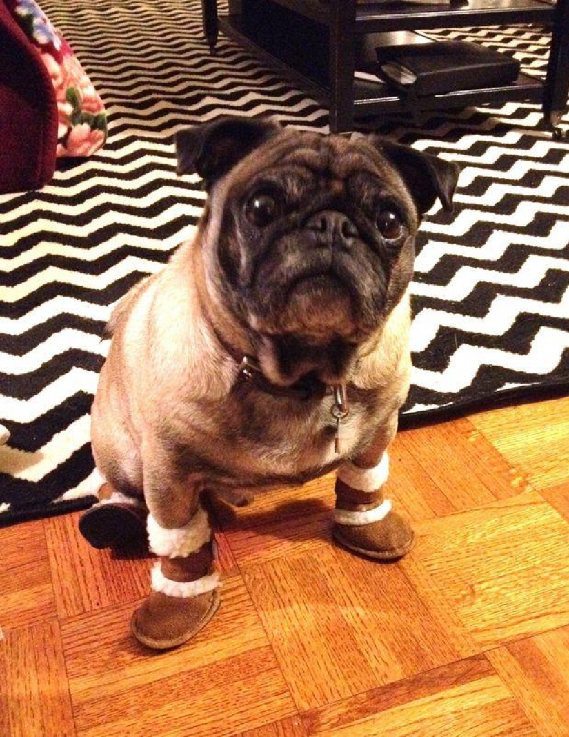 Divertido pugs — maestros del disfraz