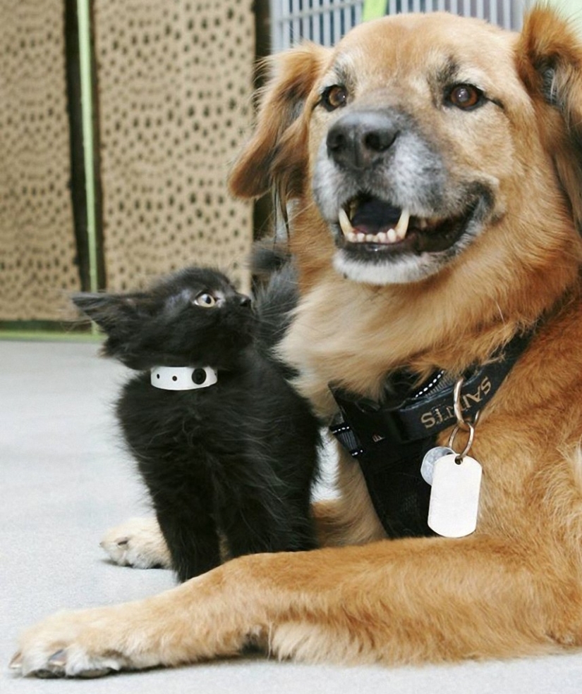 Dog Boots, que trabaja como niñera