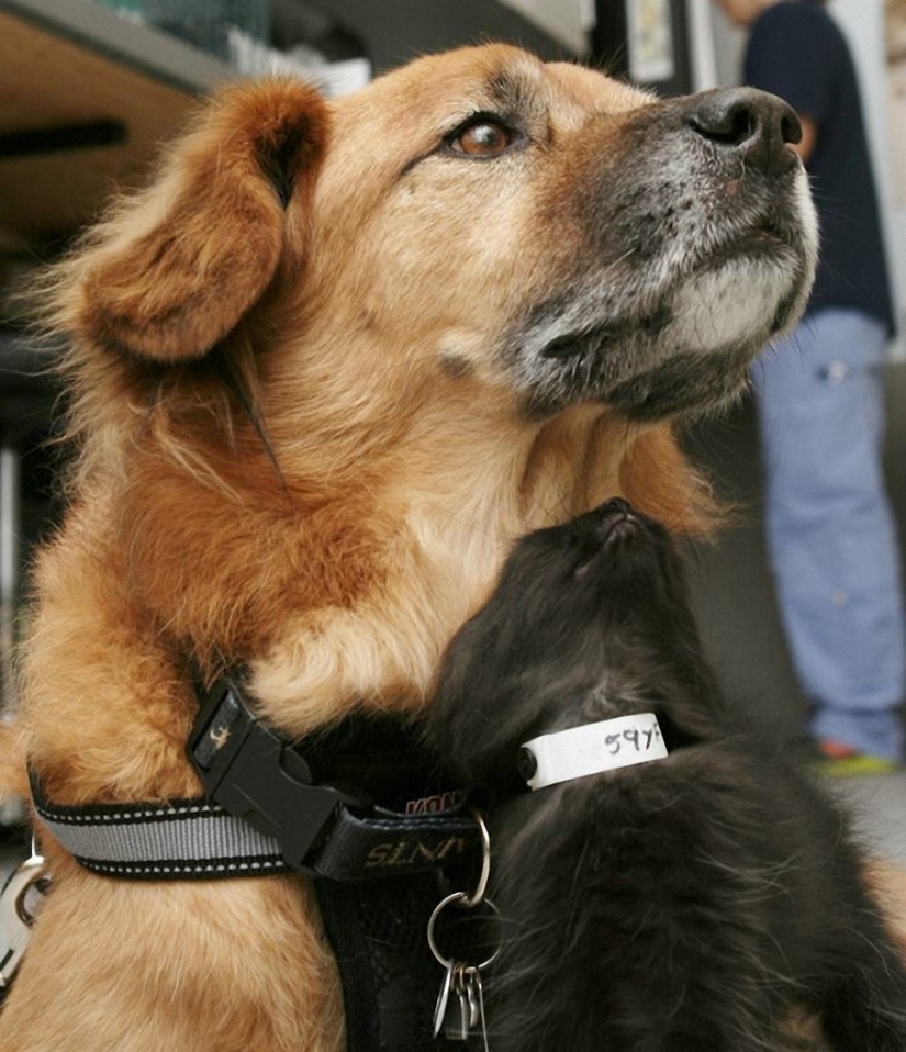 Dog Boots, que trabaja como niñera