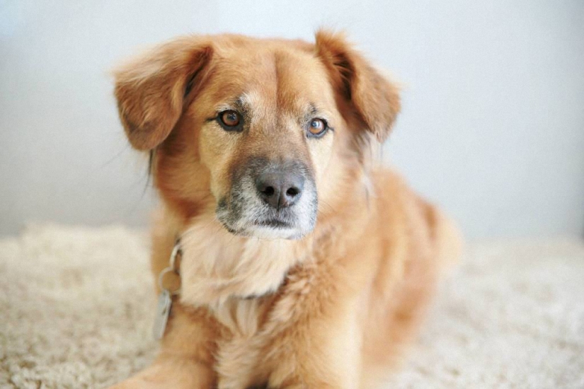 Dog Boots, que trabaja como niñera