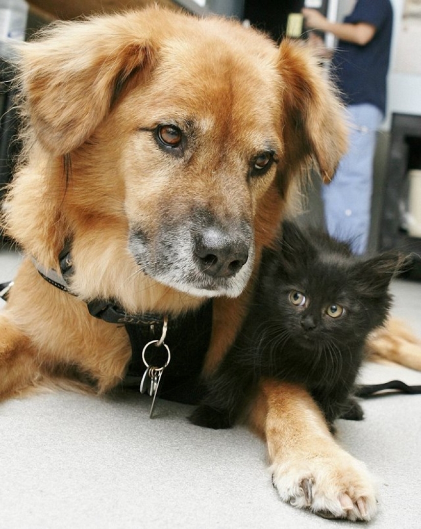 Dog Boots, who works as a babysitter