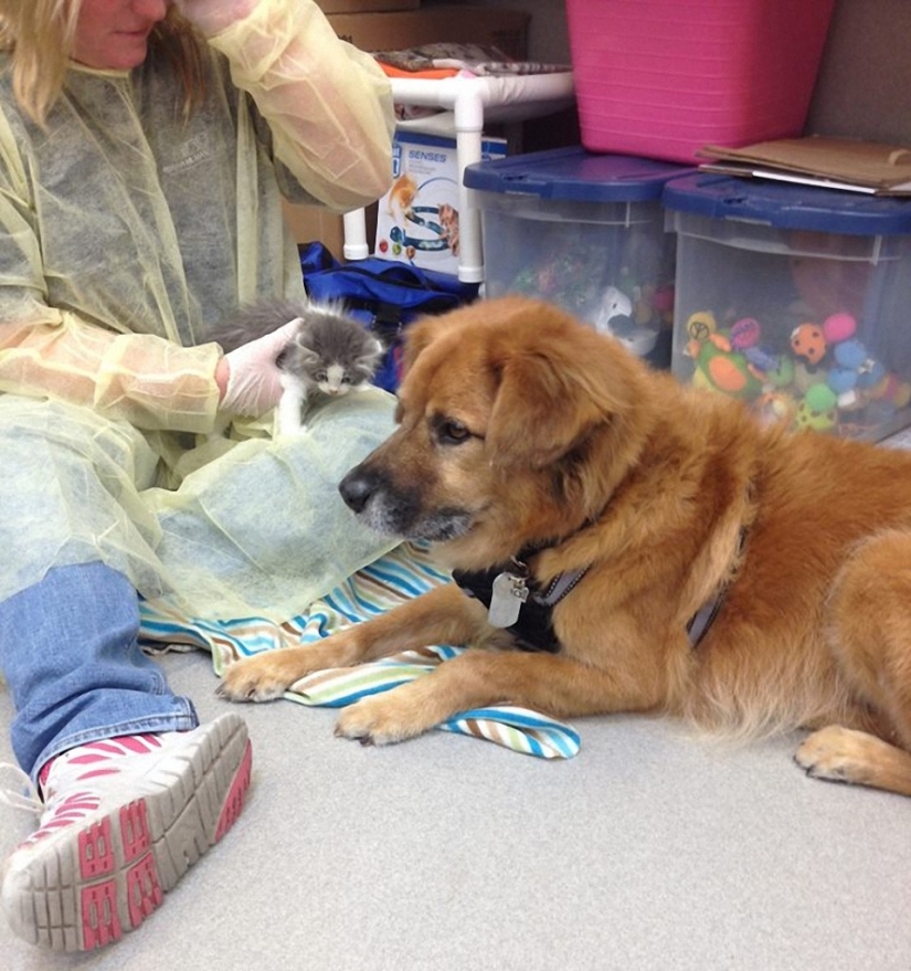 Dog Boots, who works as a babysitter