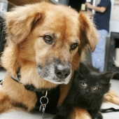 Dog Boots, who works as a babysitter