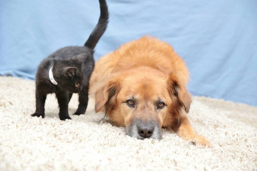 Dog Boots, who works as a babysitter