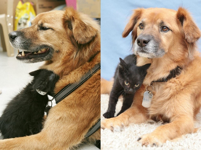 Dog Boots, who works as a babysitter