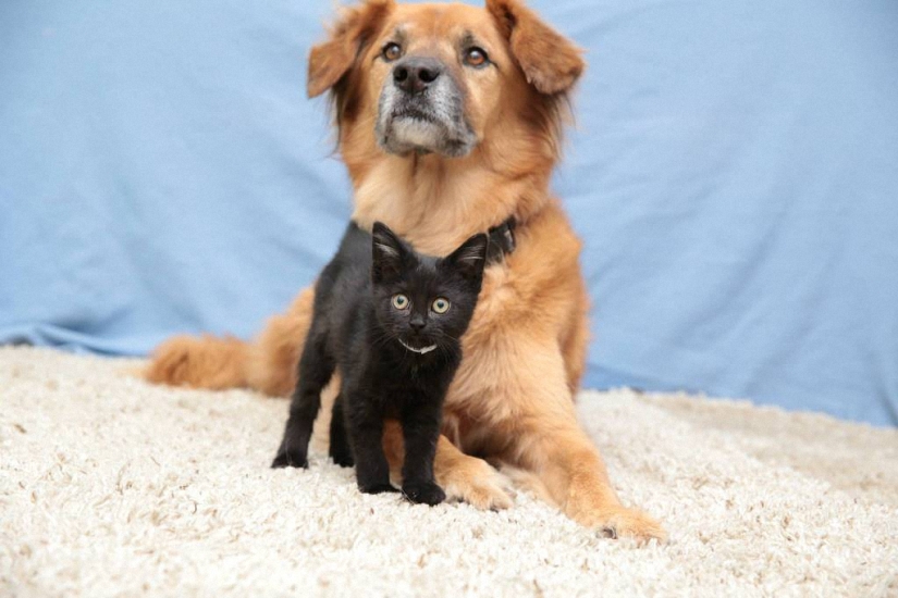 Dog Boots, who works as a babysitter