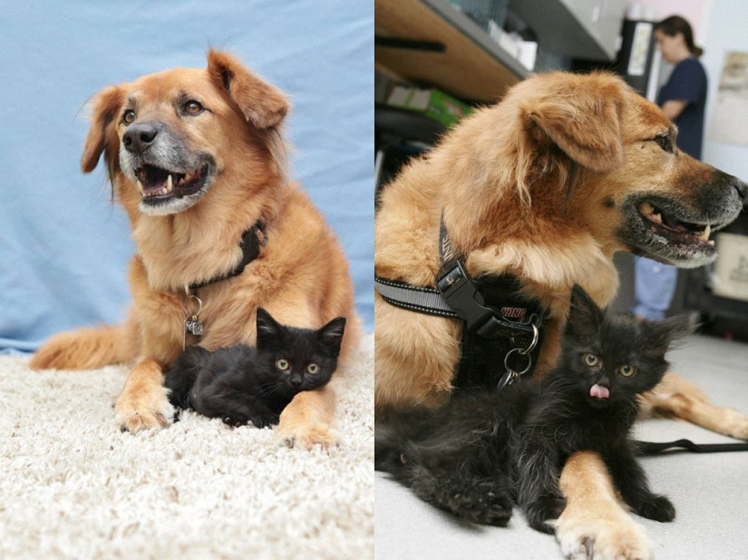 Dog Boots, who works as a babysitter