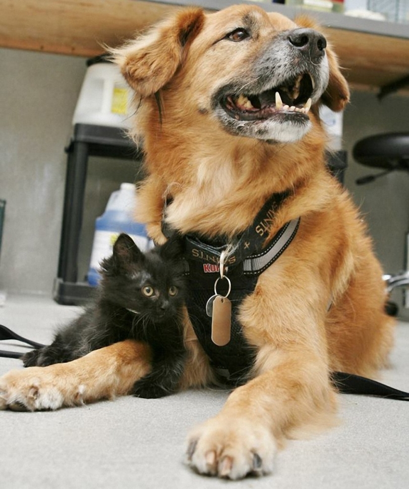 Dog Boots, who works as a babysitter