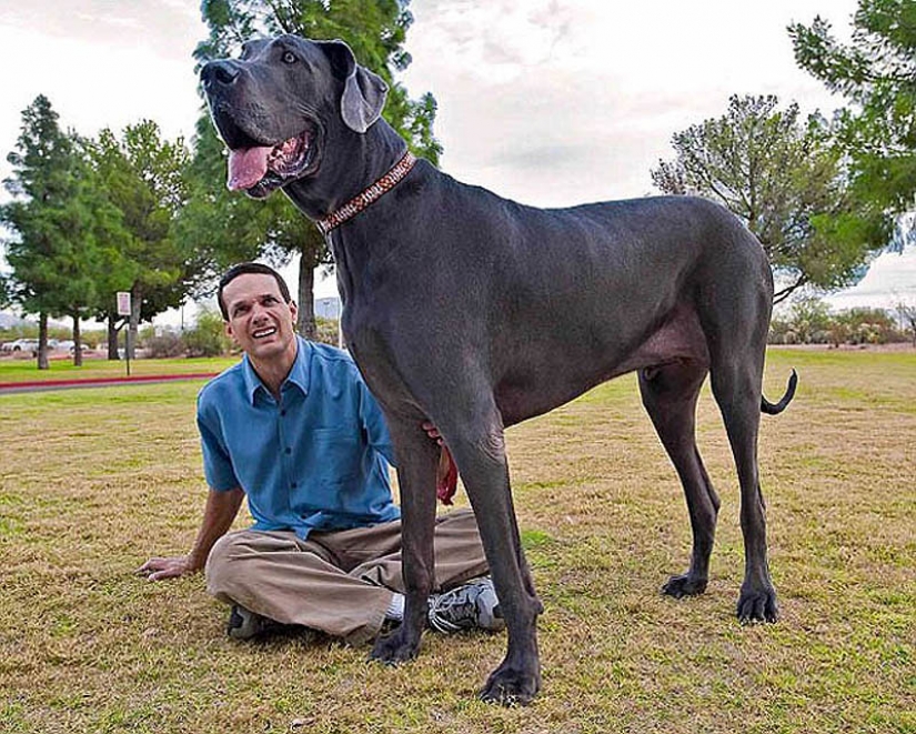 Dog-giant