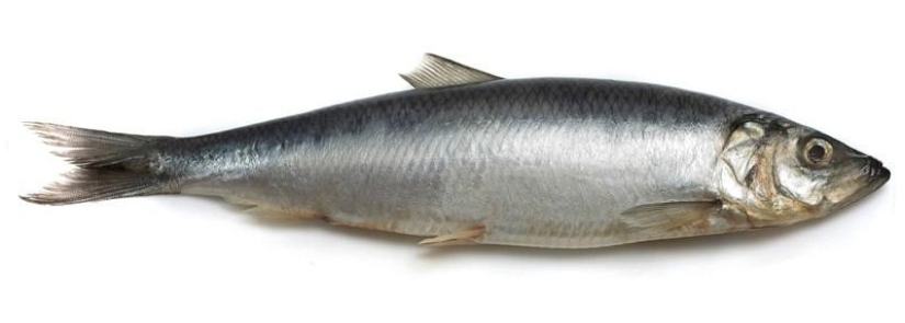 Don't eat it! List of dangerous products Don't eat it! List of dangerous products