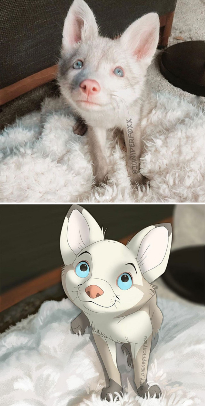 Dutch artist turns animals into Disney characters