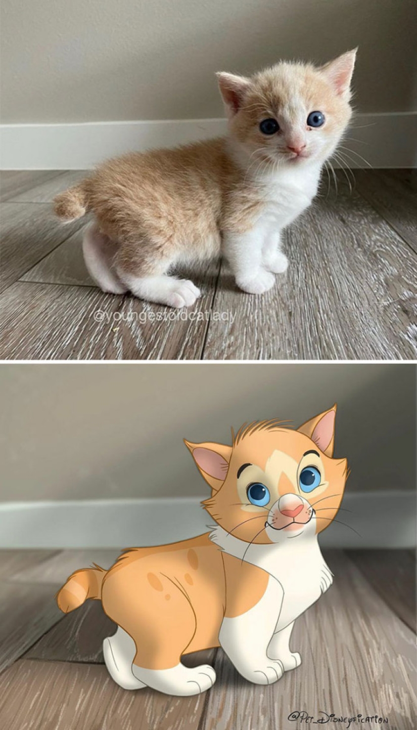 Dutch artist turns animals into Disney characters