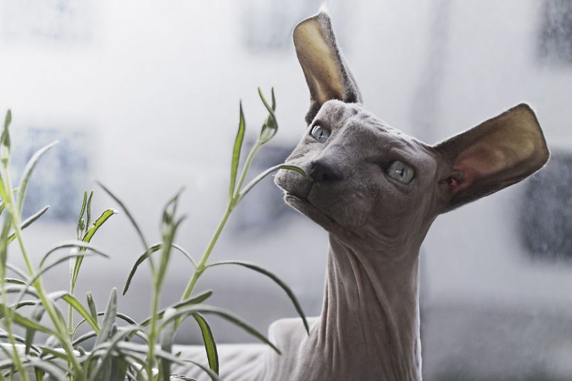 El diseñador hace animales al estilo de Minecraft. El diseñador hace animales al estilo de Minecraft.