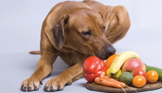 El eco-activista se jactó de un perro vegano y causó una tormenta de indignación en la web El eco-activista se jactó de un perro vegano y causó una tormenta de indignación en la web