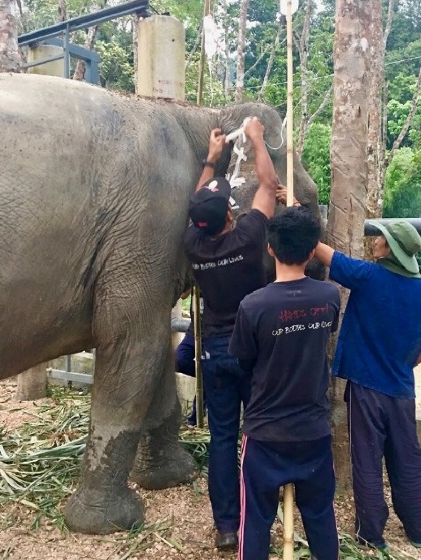 El elefante estaba deprimido y no quería vivir hasta que conoció a un nuevo amigo El elefante estaba deprimido y no quería vivir hasta que conoció a un nuevo amigo