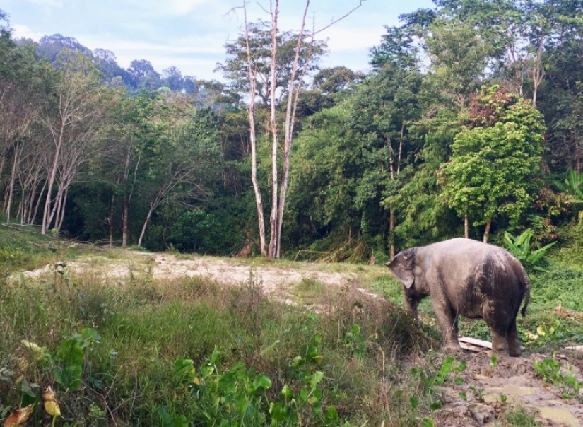 El elefante estaba deprimido y no quería vivir hasta que conoció a un nuevo amigo El elefante estaba deprimido y no quería vivir hasta que conoció a un nuevo amigo