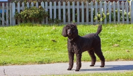 El estafador fingió su muerte, pero fue entregada por un caniche negro