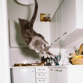 El fotógrafo austríaco toma un vuelo de gatos