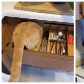 El gato-comadreja Oliver, que subió a todas partes, donde se puede y no se puede