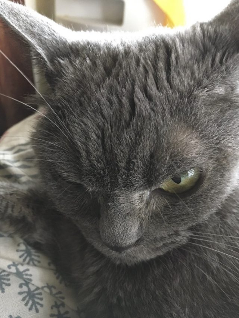 El gato más sincero del mundo.