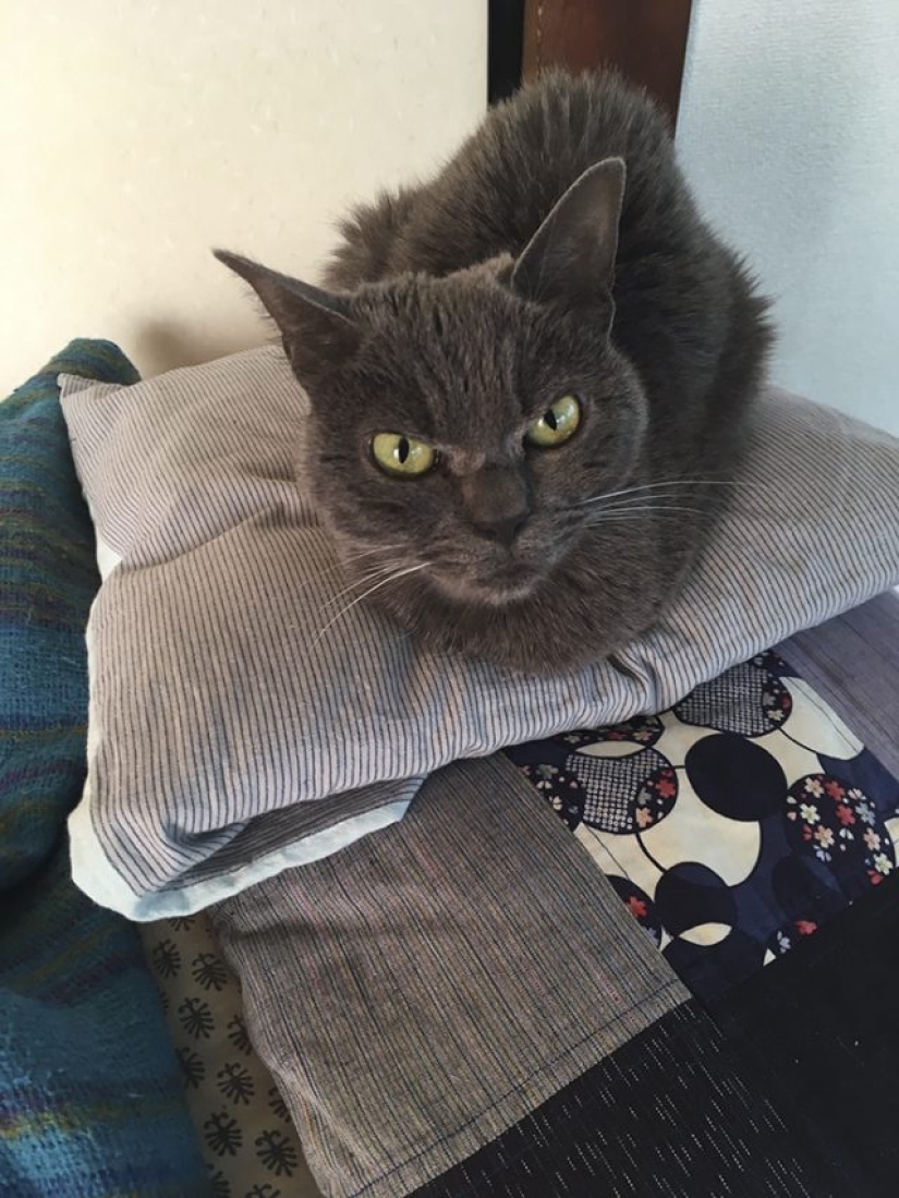 El gato más sincero del mundo.