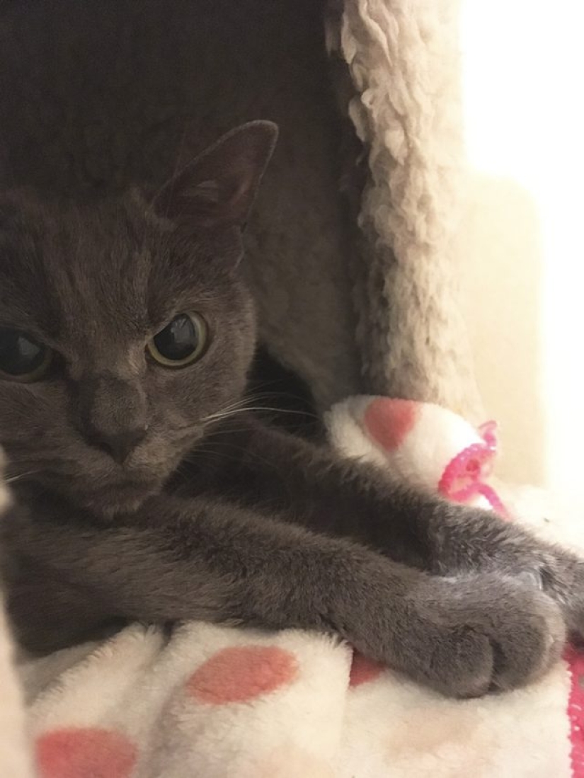 El gato más sincero del mundo.