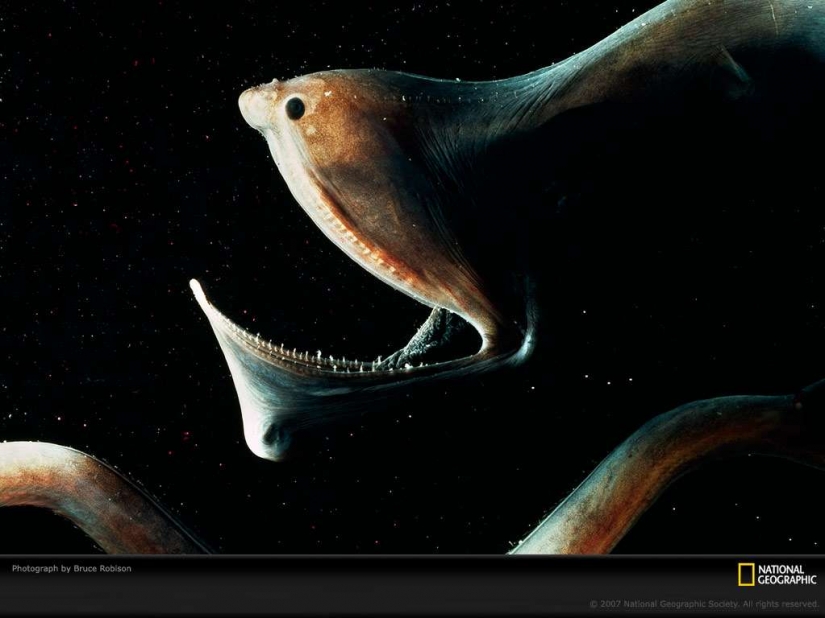 El mal se desliza bajo el agua. Las criaturas marinas más terribles