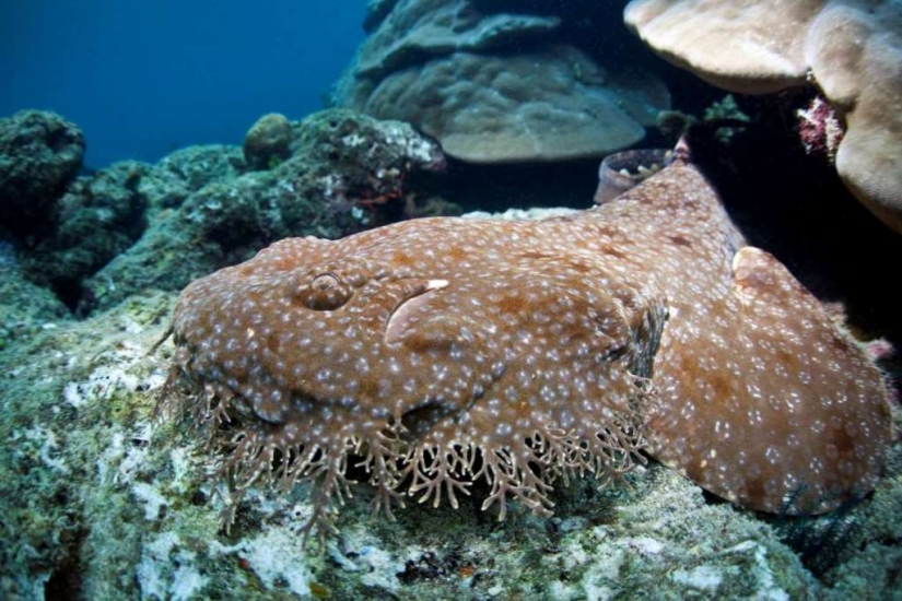 El mal se desliza bajo el agua. Las criaturas marinas más terribles