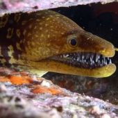 El mal se desliza bajo el agua. Las criaturas marinas más terribles