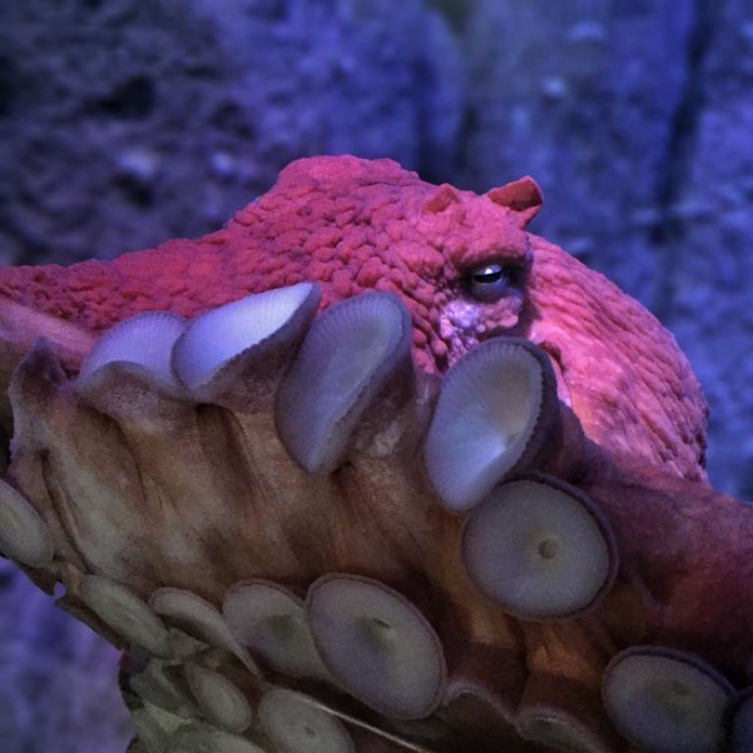 El mal se desliza bajo el agua. Las criaturas marinas más terribles