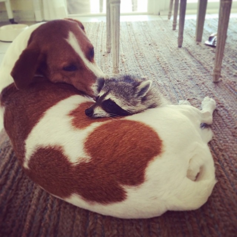 El Mapache Rescatado Cree que es un Perro El Mapache Rescatado Cree que es un Perro