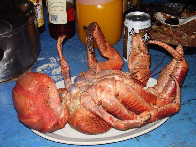 El mayor representante de los artrópodos, el cangrejo de coco!