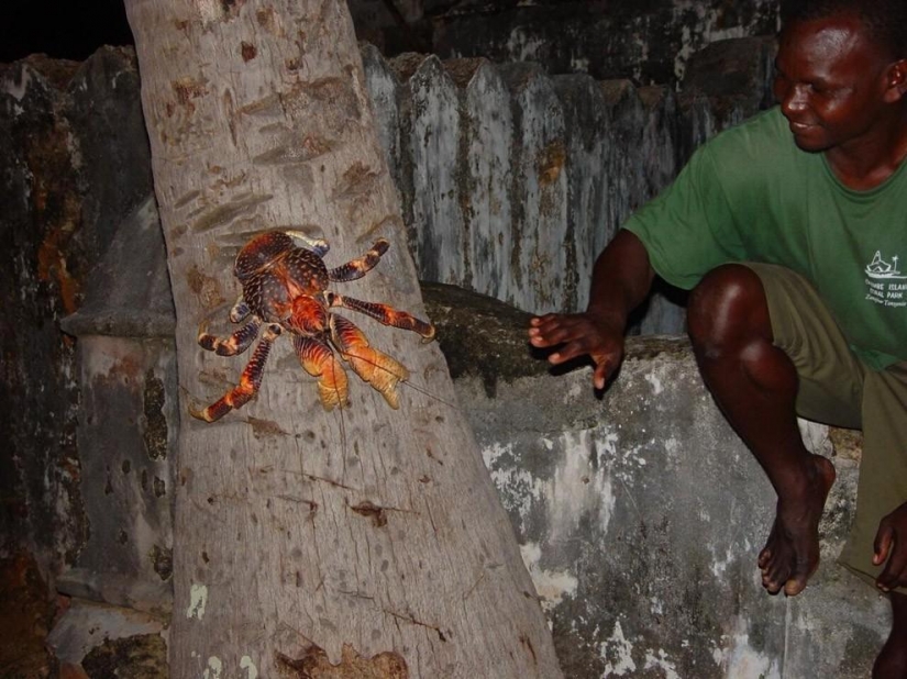 El mayor representante de los artrópodos, el cangrejo de coco!