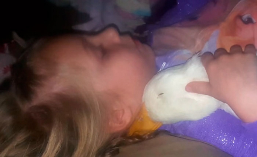 El pato considera que una niña de 5 años es su madre