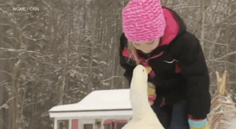 El pato considera que una niña de 5 años es su madre