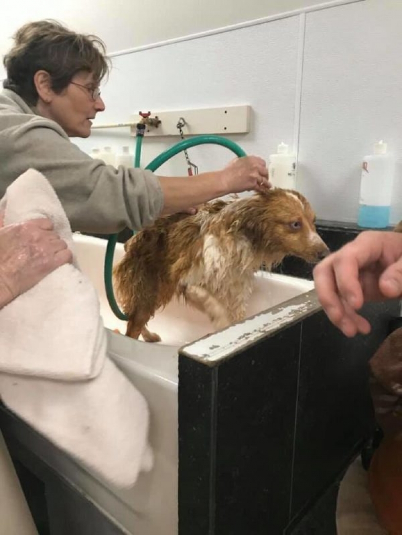 El perro que salvó a la familia durante el tornado, regresó a casa después de dos meses