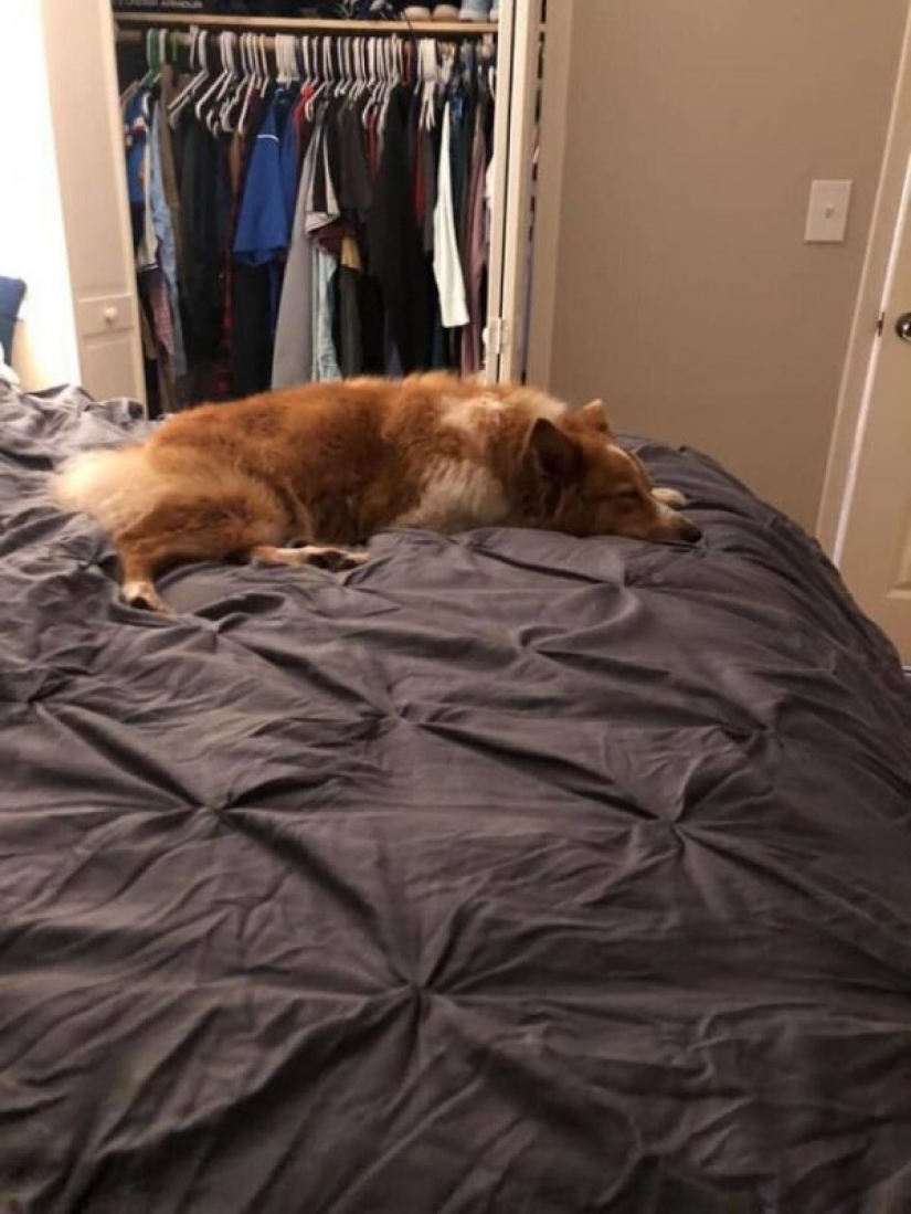 El perro que salvó a la familia durante el tornado, regresó a casa después de dos meses