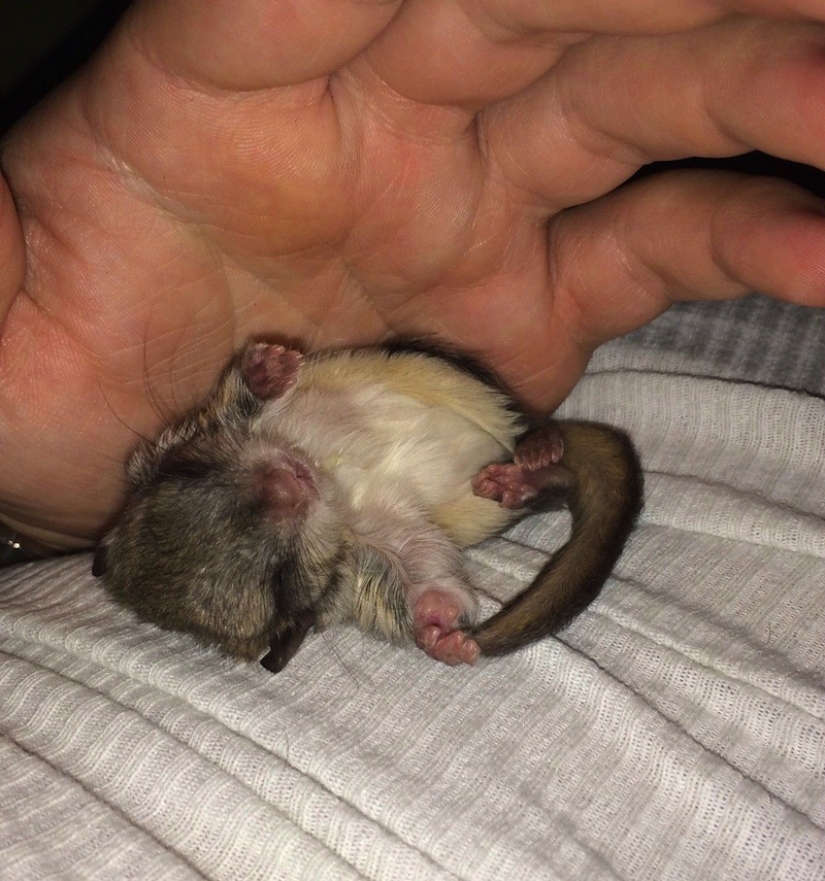 El tipo decidió salvar a este bebé, sin siquiera saber cómo cuidar de él El tipo decidió salvar a este bebé, sin siquiera saber cómo cuidar de él