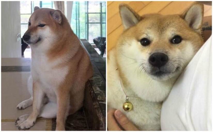 Emocional Shiba inu se convirtió en una estrella de memes sobre la diferencia de las generaciones