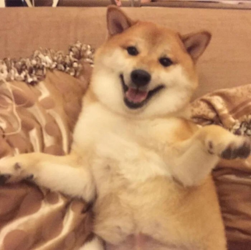Emocional Shiba inu se convirtió en una estrella de memes sobre la diferencia de las generaciones