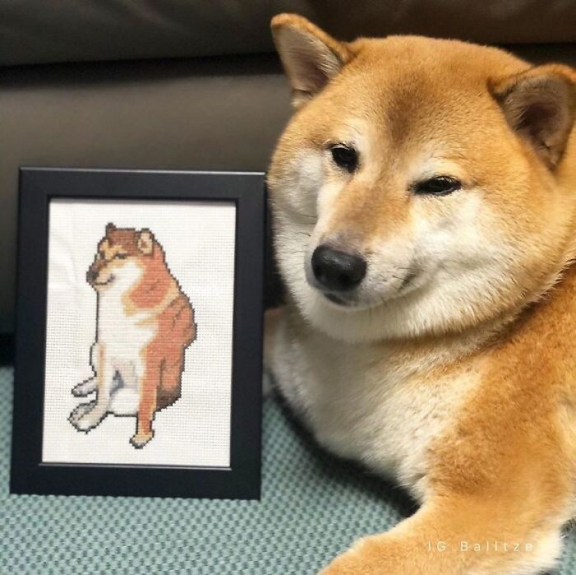 Emocional Shiba inu se convirtió en una estrella de memes sobre la diferencia de las generaciones