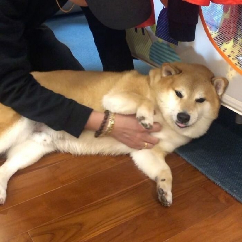 Emocional Shiba inu se convirtió en una estrella de memes sobre la diferencia de las generaciones