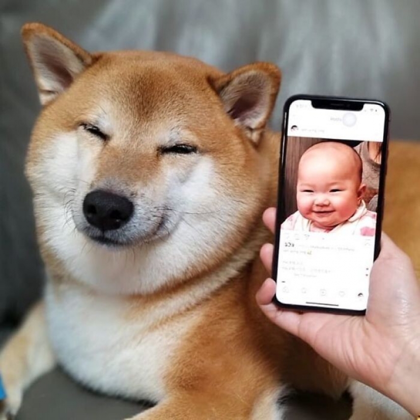 Emocional Shiba inu se convirtió en una estrella de memes sobre la diferencia de las generaciones