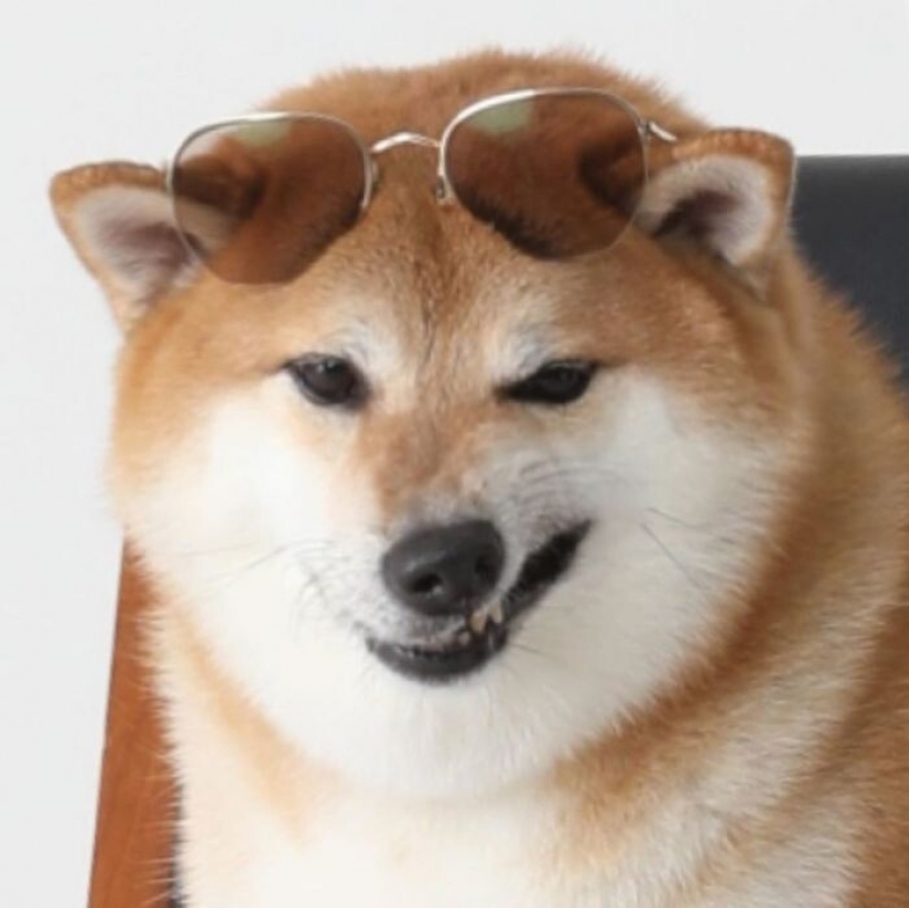 Emocional Shiba inu se convirtió en una estrella de memes sobre la diferencia de las generaciones